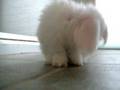 Baby-Bunny-Grooming