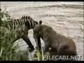 Zebra survives Lion attack