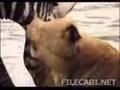 Zebra survives Lion attack