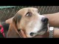 Lost Hound, Reunites With Owners Years Later - New York Post