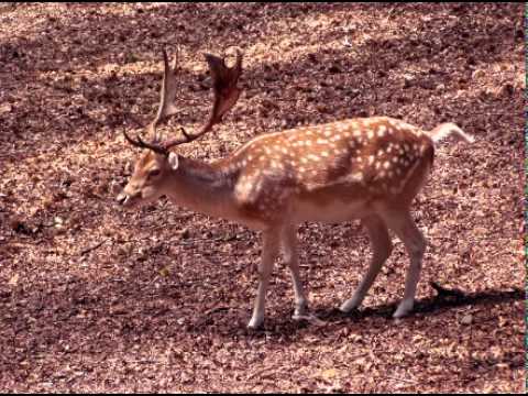 how to transplant elk horns