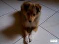 Kashmir, my shetland sheepdog.