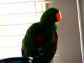Eko the eclectus talking