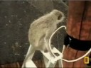 Vervet leaps