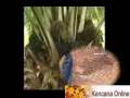 Pupuk (Part 06) : Dosis Pupuk Tablet