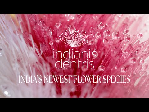 Colgate-Indianis Dentris
