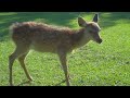 春に生まれたばかりの子鹿に、鹿せんべいをあげてみました。