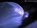 Jello + Lighter rebound @ ~1000fps