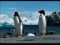 Penguins in The Great Antarctica