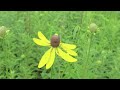 One Year at Hidden Pond Prairie - Part II