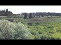 Moose Video
