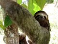 Sloth rescue