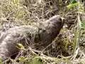 Sloth rescue