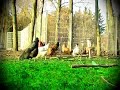 Kippenvoetbal - Lach van de Dag Kippenvoetbal - Lach van de Dag