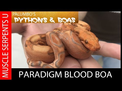 YouTube reptile video