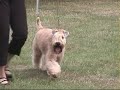 Wheaten Terriers at Olympic kennel club 8/17/08