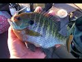 Lake Geneva Bluegills Lake Geneva Bluegills