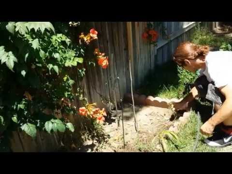 how to transplant corn