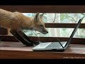 We love PC, too. 脳獣 We love PC, too. 脳獣