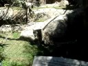 snow leopard