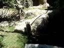 Snow Leopard