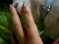 親が育児放棄したので私が育てその時から指をなめてしゃぶるようになった・・・ きっと指がおっぱいなんでしょうね～ 11年になるけど止められないクイーンちゃんです。