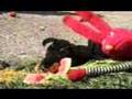 Mensaje para Guillermo Vargas J. (Habacuc) - Perritos vagos