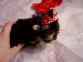 teacup yorkie micro yorkies tiny yorkieshire
