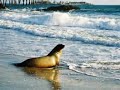 ?? sea wave