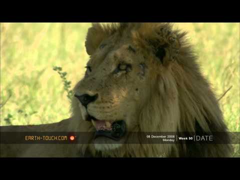 Wounded Lion