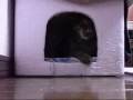 ミミ出演交渉