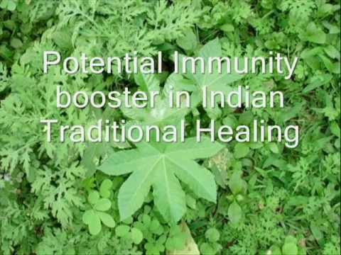 how to grow oxalis deppei