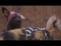 Wild dogs killing on the fence