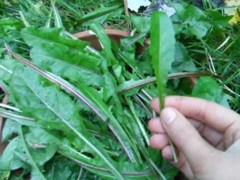 how to harvest dandelion