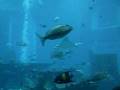 videos de Atlantis Dubai Aquarium - shark