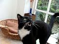 My cat likes to talk.