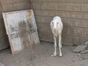 mali.episode.23.timbuktu