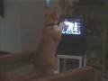 videos de funy video Boxer cat.flv
