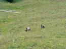 Grizzly with Four Cubs Grizzly with Four Cubs