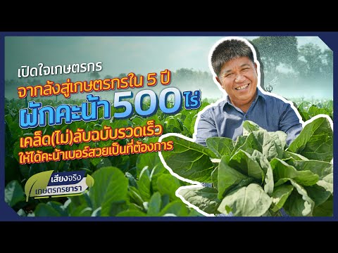 เกษตรกรปลูกผักคะน้า คุณวิสัน บ่อเกิด ผู้ปลูกผักคะน้าบนพื้นที่กว่า 500 ไร่