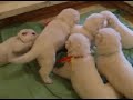 Kerstone Puppies, Kande x Super