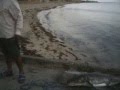 YouTube - cobia fishing in kuwait bnedr 400lb