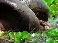 Anaconda Eating Capybara 2