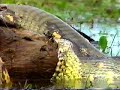 Anaconda Eating Capybara 2