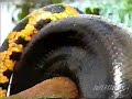 Anaconda Eating Capybara 2