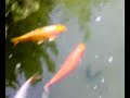 Peces exoticos multicolores
