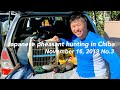 【狩猟】2019年11月16日千葉でのキジ猟③・Japanese pheasant hunting in Chiba No.3