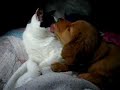 puppy-and-kitty-love-turn-down-the-volume.html