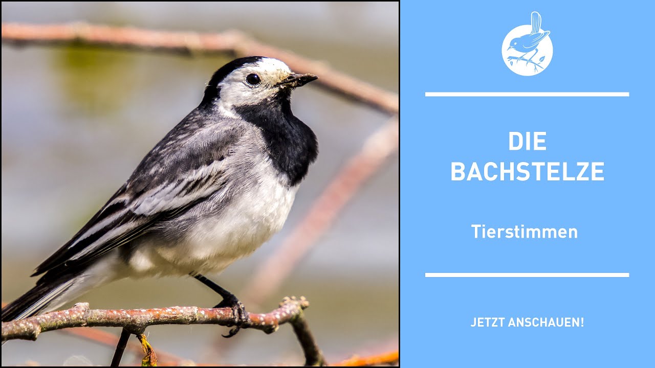 Vogelstimmen: Die Bachstelze - Wagtail - Motacilla alba (4k)