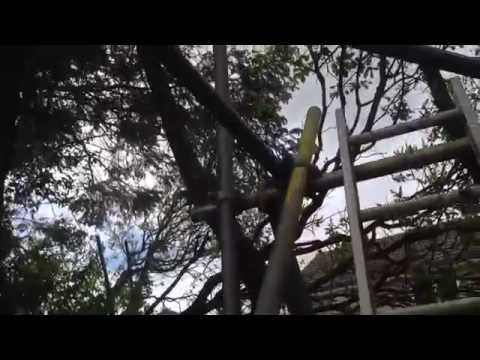 how to grow sycamore
